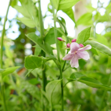 Jasmin stephanois - Jasminum stephanense
