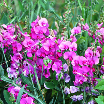 Pois vivace grimpant - Lathyrus latifolius