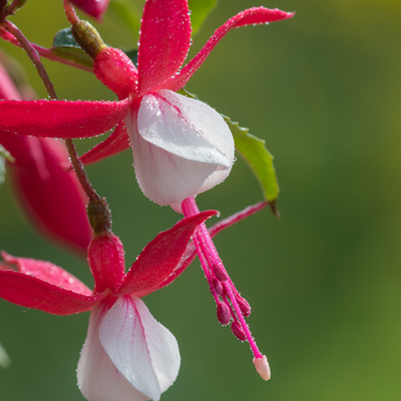 Fuchsia vivace rose et blanc - Fuchsia 'Alice Hoffmann'