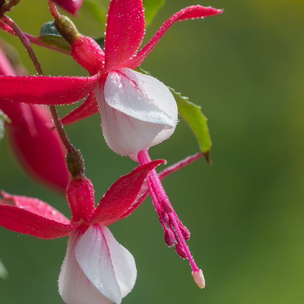Fuchsia vivace rose et blanc - Fuchsia 'Alice Hoffmann'