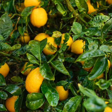 Citronnier Meyer