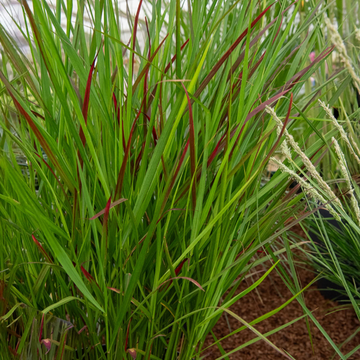 Panic effilé - 'Squaw' Panicum virgatum 'Squaw'