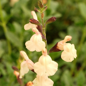 Sauge Arbustive Jaune - Salvia x Jamensis 'Melen'