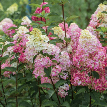 Hortensia paniculé 'Fraise Melba' - Hortensia paniculata 'Fraise Melba'