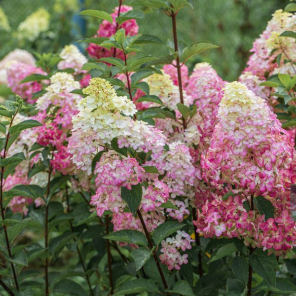 Hortensia paniculé 'Fraise Melba' - Hortensia paniculata 'Fraise Melba'