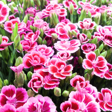 Oeillet Sunflor Charmy - Dianthus Sunflor Charmy