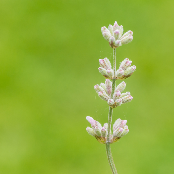 Lavande vraie 'Edelweiss' - Lavandula angustifolia 'Edelweiss'