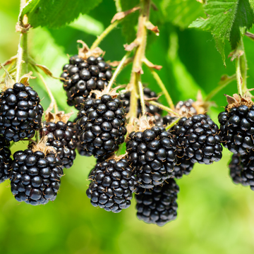 Mûrier 'Loch Ness' - Rubus fruticosus 'Loch Ness'