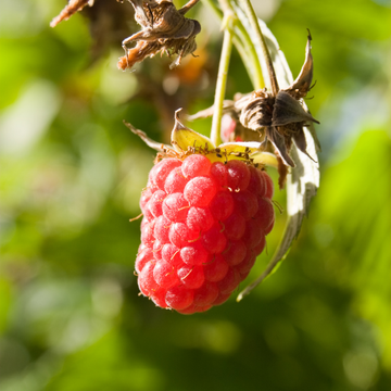 Framboisier 'Tulameen' - Rubus idaeus 'Tulameen'