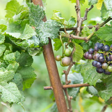 Vigne Italia - Vitis vinifera Italia