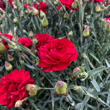 Oeillet Mignardise Rouge Foncé - Dianthus plumarius 'Houndspool Cherry