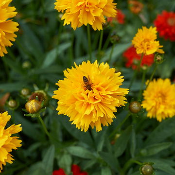 Coreopsis Fleurs Doubles Jaune Vif - Coreopsis Grandiflora Double The Sun