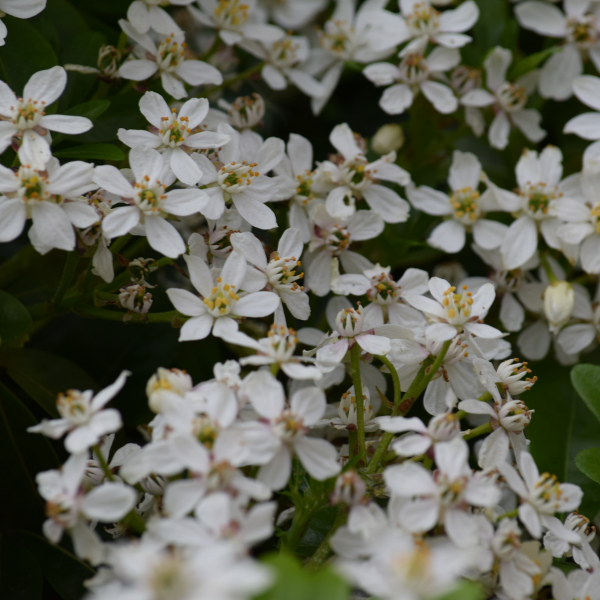Choisya Ternata Tiny Dancer