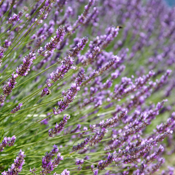 Lavande vraie 'Anna' - Lavandula angustifolia 'Anna'