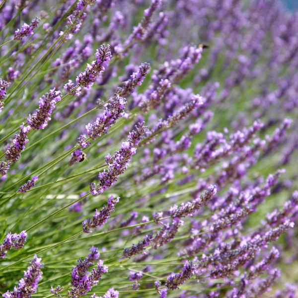 Lavande vraie 'Anna' - Lavandula angustifolia 'Anna'