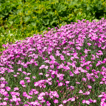 Œillet bleuâtre 'Kahori ' - Dianthus gratianopolitanus 'Kahori '