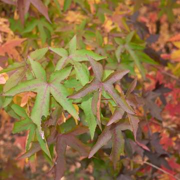 Copalme d'Amérique 'Gumball' - Liquidambar styraciflua 'Gumball'