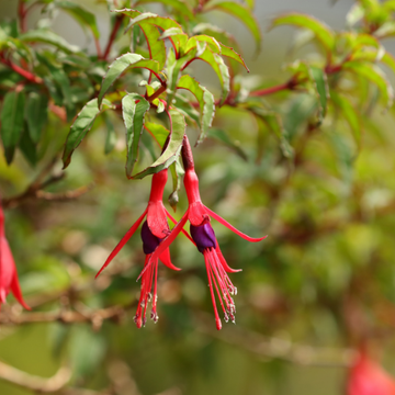 Fuchsia de Magellan 'Riccartonii' - Fuchsia magellanica 'Riccartonii'