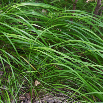 Laîche 'Irish Green' - Carex foliosissima 'Irish Green'