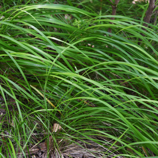 Laîche 'Irish Green' - Carex foliosissima 'Irish Green'