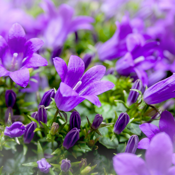 Campanule blue foncée - Campanula portenschlagiana sel® 'Kris'
