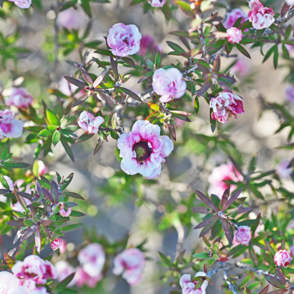 Leptospernum Scoparium Rose