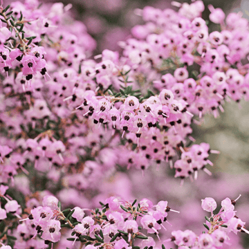 Bruyère des neiges 'J.W. Porter' - Erica darleyensis 'J.W. Porter'