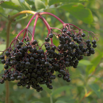 Sambucus nigra 'Haschberg'