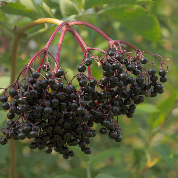 Sambucus nigra 'Haschberg'