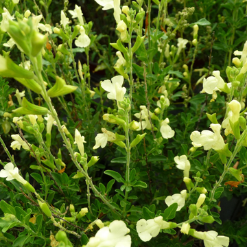 Sauge arbustive 'Suncrest 'Lemon Light'' - Salvia jamensis 'Suncrest 'Lemon Light''