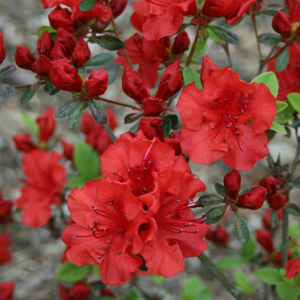 Azalée Japonaise Agadir - Azalea Japonica Agadir