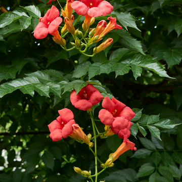 Bignone, Trompette de Virginie - Campsis radicans