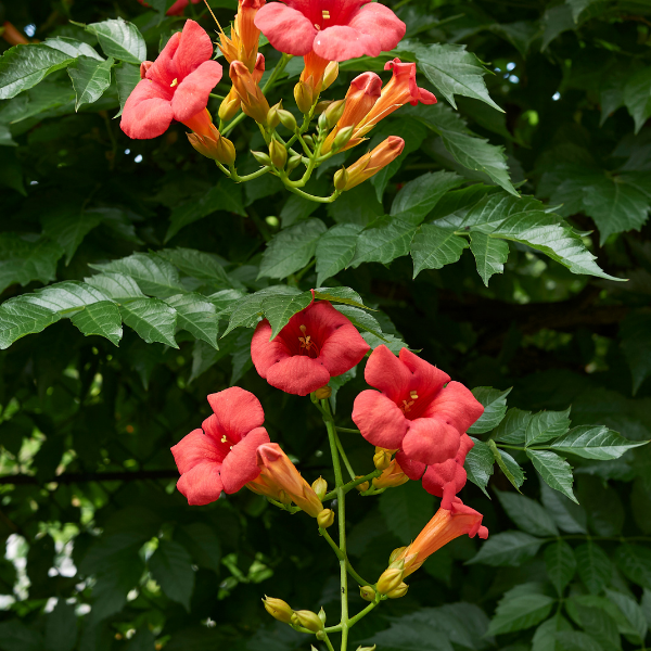 Bignone, Trompette de Virginie - Campsis radicans