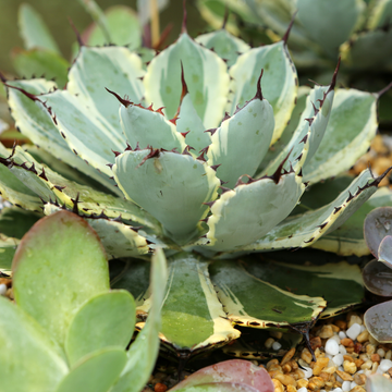 Agave Potatorum