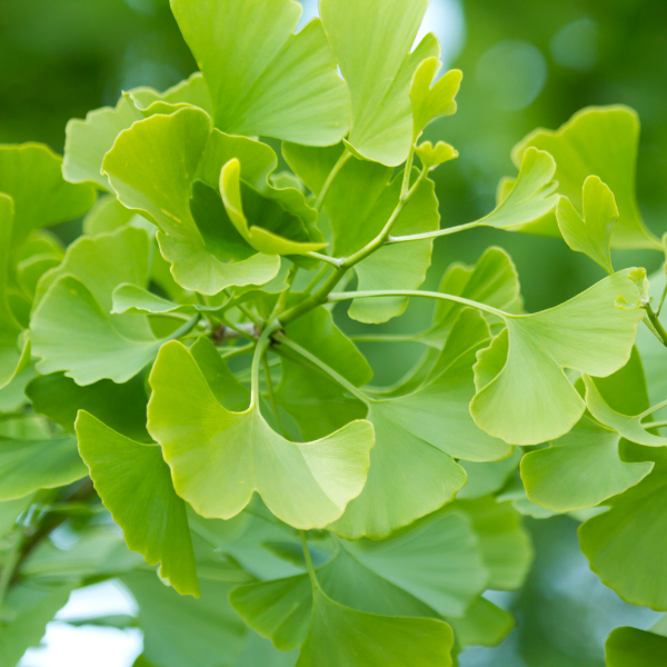 Ginkgo biloba 'Mariken'  Ginkgo biloba 'Mariken'