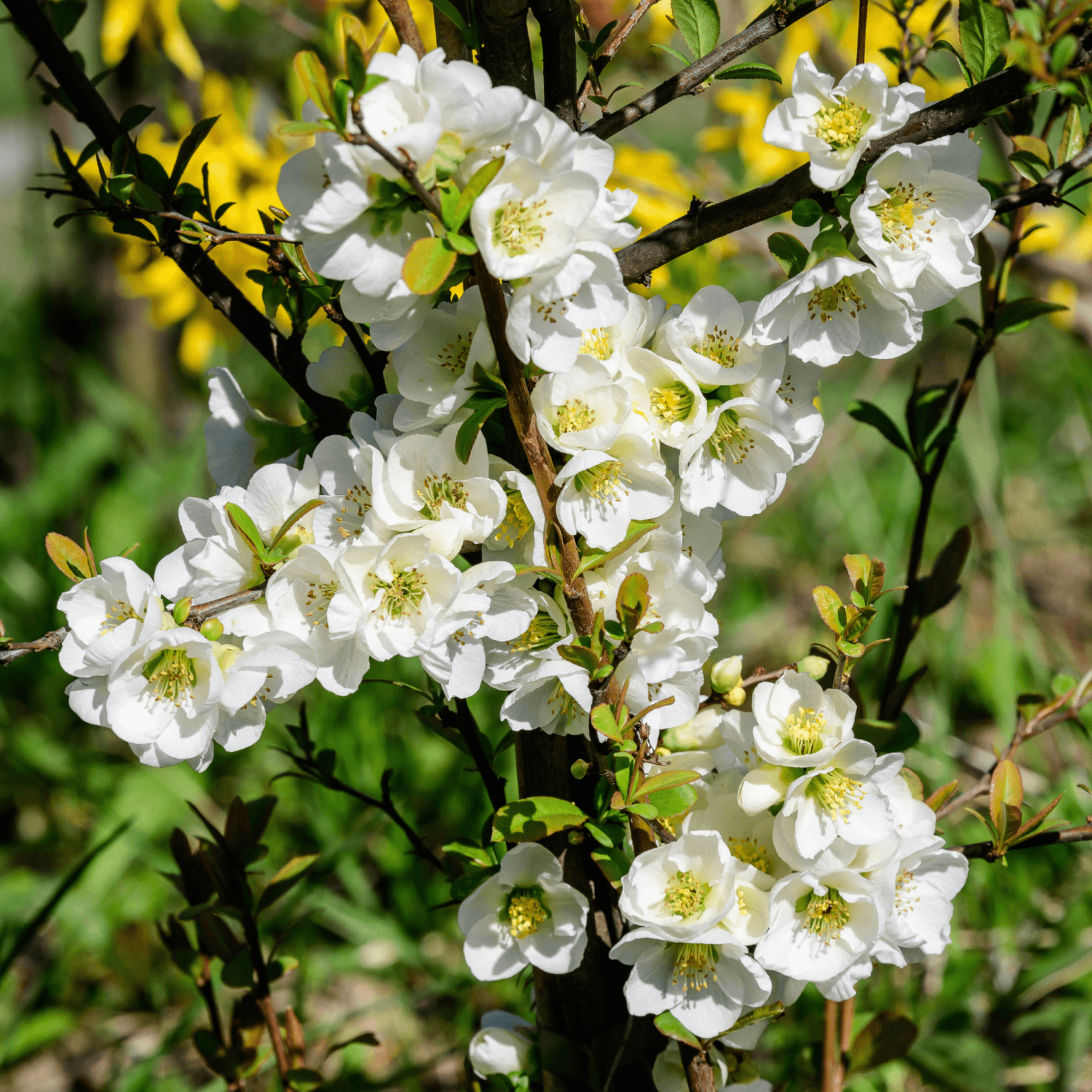 Cognassier du Japon - Speciosa Nivalis - FLEURANDIE