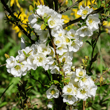 Cognassier du Japon - Speciosa Nivalis