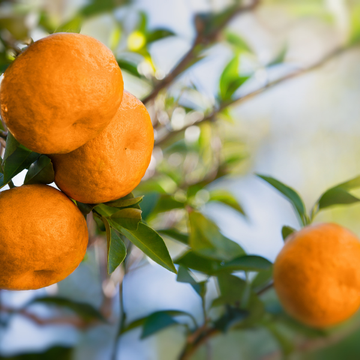 Mandarinier - Citrus Delisiosa