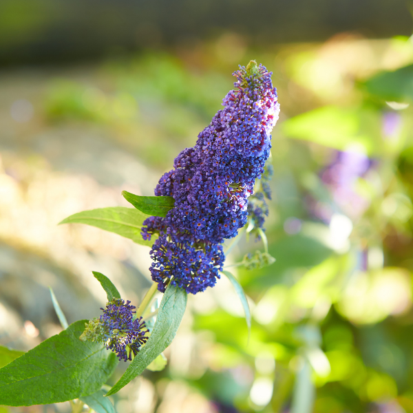 Arbre aux papillons 'Adonis Blue'® - Buddleja davidii 'Adonis Blue®'