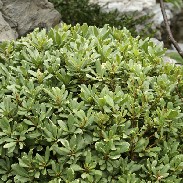 Pittosporum tobira 'Nana' - Pittosporum tobira 'Nana'