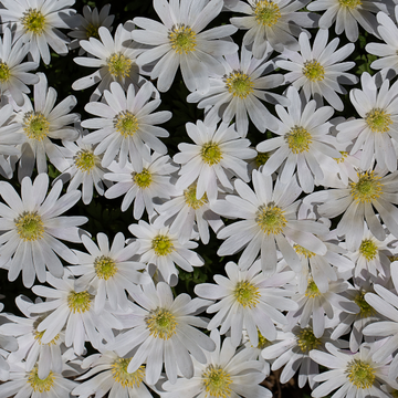 Anémone de Grèce 'White Splendour' - Anemone blanda 'White Splendour'