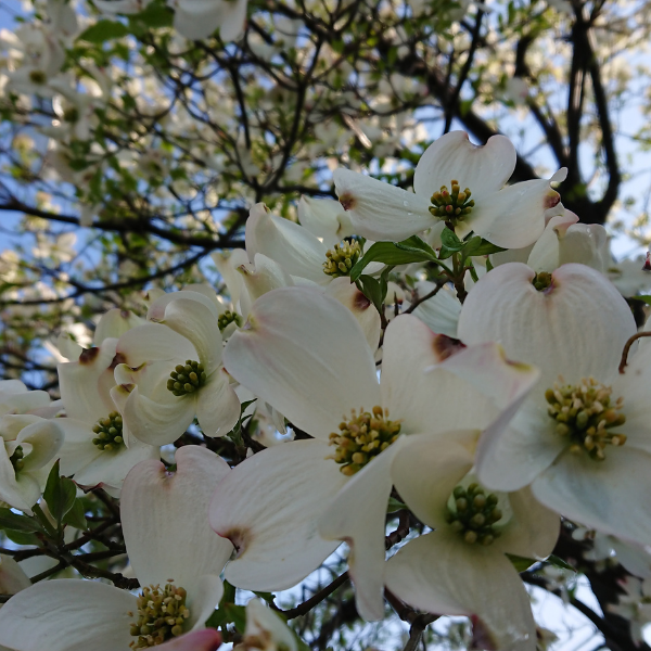 Cornouiller à grandes fleurs - Cornus florida