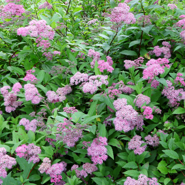 SPIREA japonica Goldflame