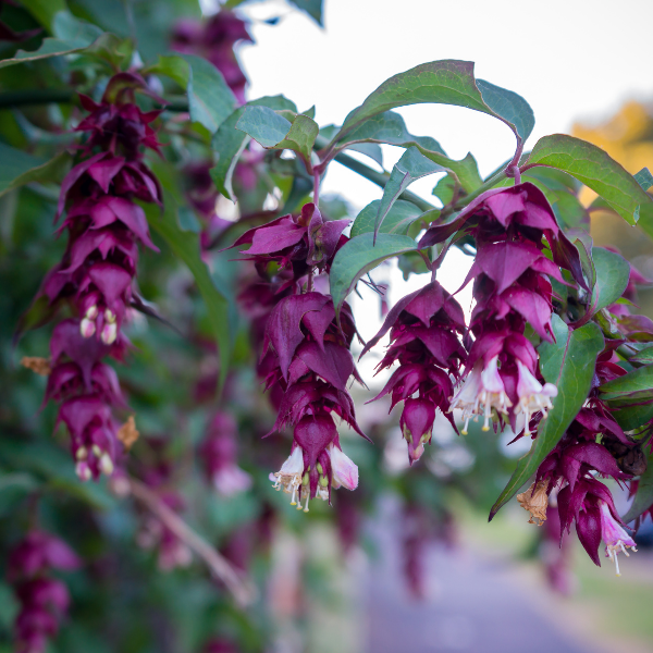 Leycesteria formosa 'Golden Lanterns' -  Leycesteria formosa 'Golden Lanterns'