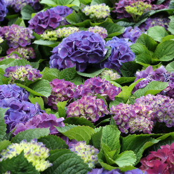 Hortensia 'Renate Steiniger' -  Hydrangea macrophylla 'Renate Steiniger