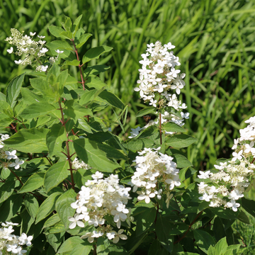 Hortensia Paniculata 'Magical Himalaya - Hydrangea Paniculata 'Magical Himalaya