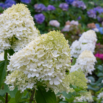 Hortensia Magical Andes - Hydrangea Paniculata 'Magical Andes