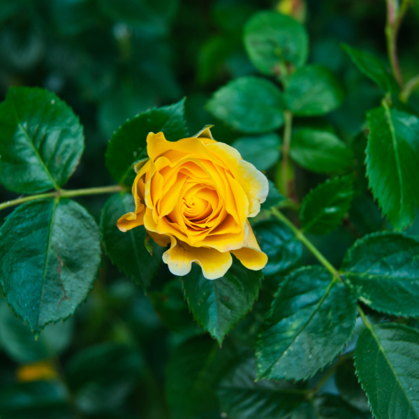 Rosier à massif 'Melgold' - Rosa polyantha 'Melgold'