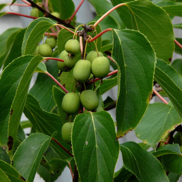 Kiwi Kiwai 'Kokuwa' auto-fertile - Actinidia arguta 'Kokuwa'