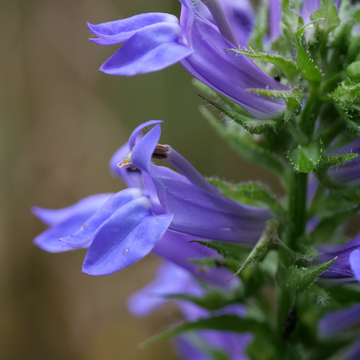 Lobélie 'Vedrariensis' - Lobelia gerardii 'Vedrariensis'